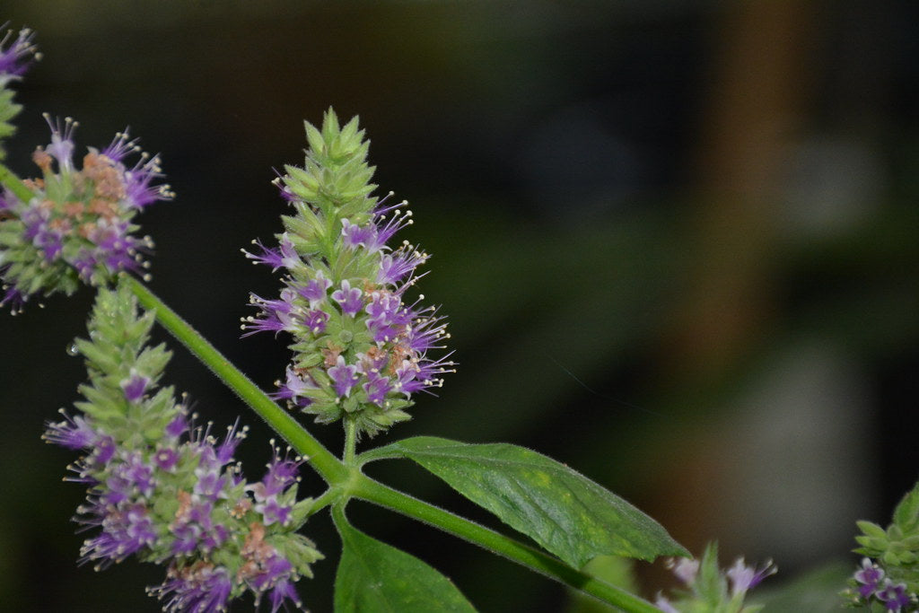 profumi al patchouli 